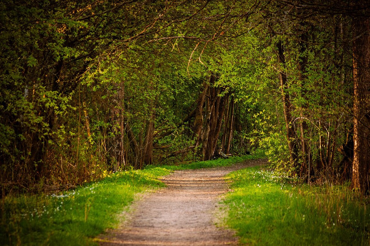 A cleared trail winding through a wooded property